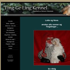 www.Tingeling.info - Ting-Ge-Ling - Bichon Havanais